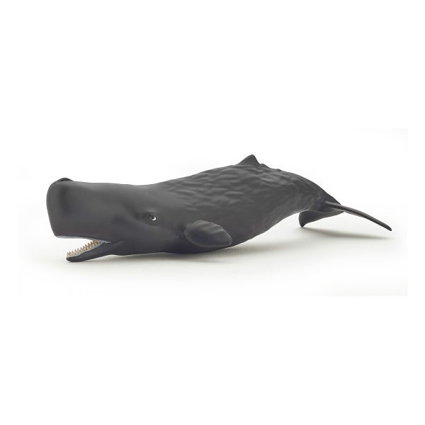 ΣΠΕΡΜΑΤΟΦΑΛΑΙΝΑ 14x5x3 D3